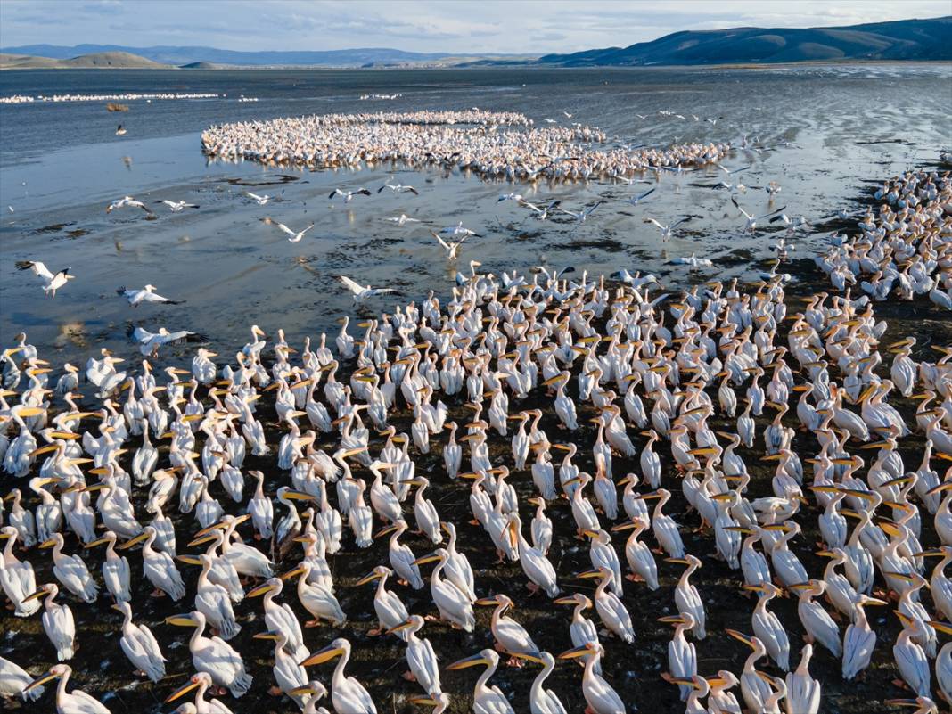 Konya’nın tektonik gölü Afrika’dan gelen misafirlerini ağırlıyor 6